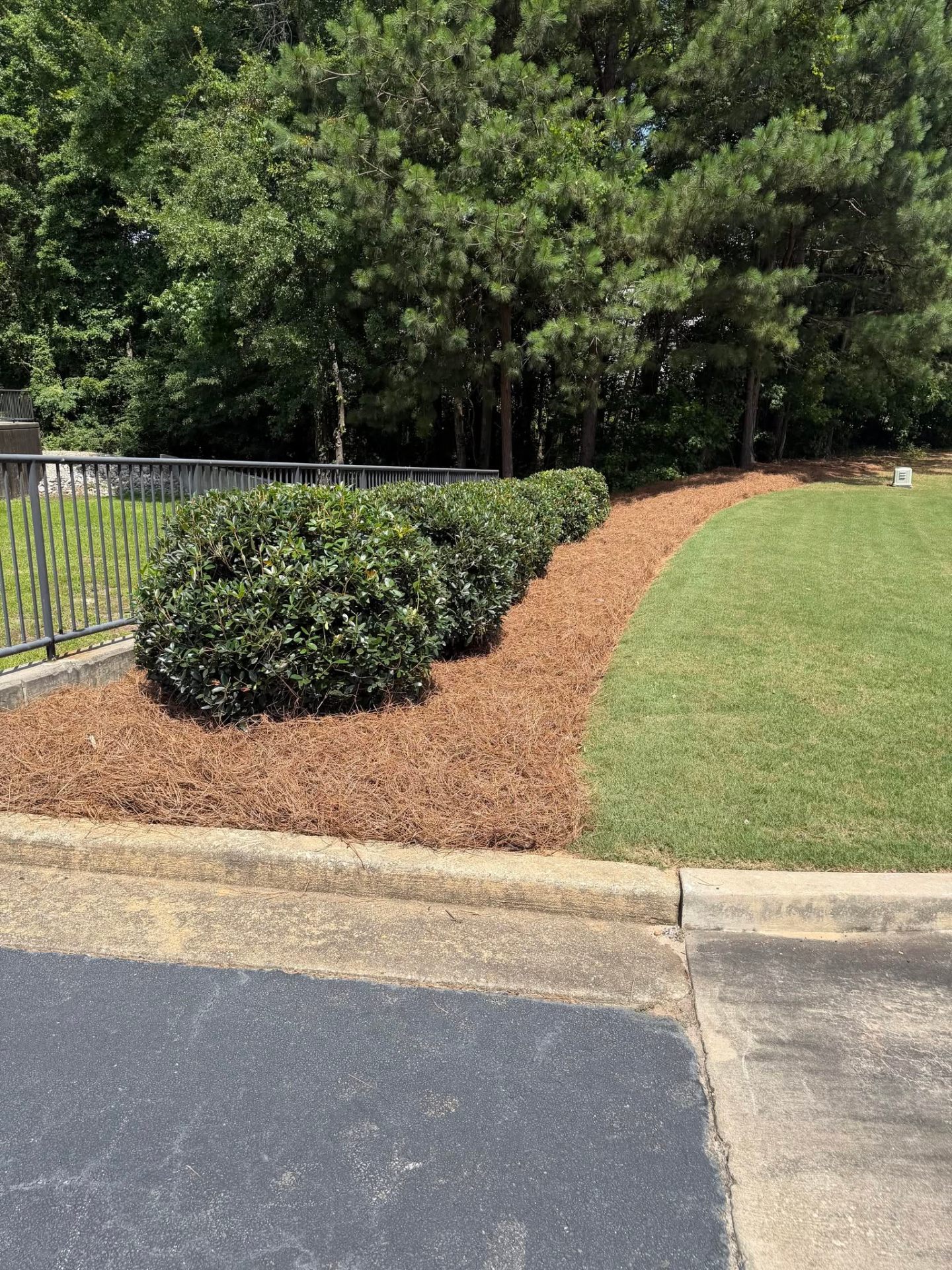 Hedge Trim & Pine Straw Refresh — after