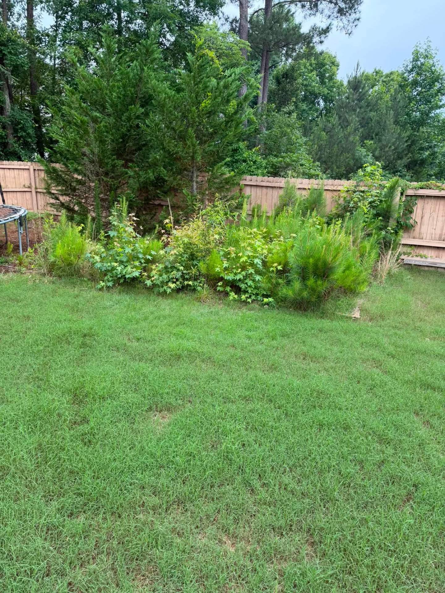 Overgrown Bed Clearing & Fence Line Cleanup — before